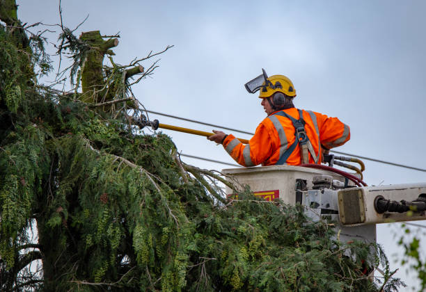 Best Tree Risk Assessment  in Tigerville, SC